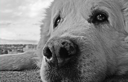 La vera storia della cagnolina Luna