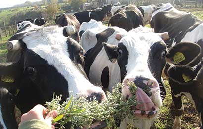 Latte e formaggi? Si grazie, ma di mucche “A2”