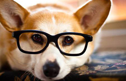 Come ci vedono i nostri amici animali?
