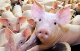 Catena alimentare e salute… ma cosa mangiano i nostri bambini?