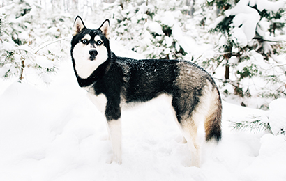 Noi siamo il terreno su cui essi crescono